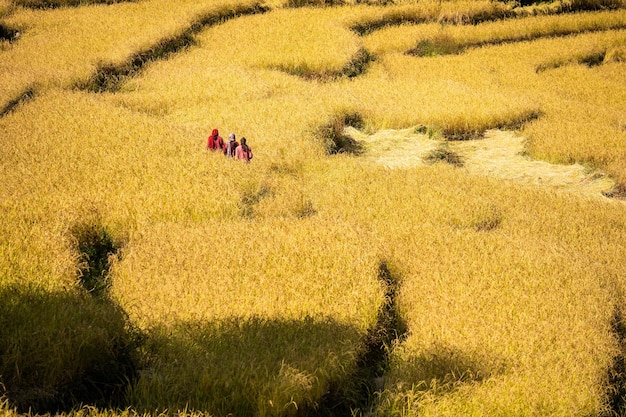 La gente che cammina da un campo di riso