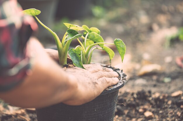 La gente che pianta pianta verde al vaso di plastica nel giardino