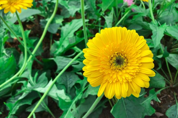 La gerbera gialla cresce in giardino