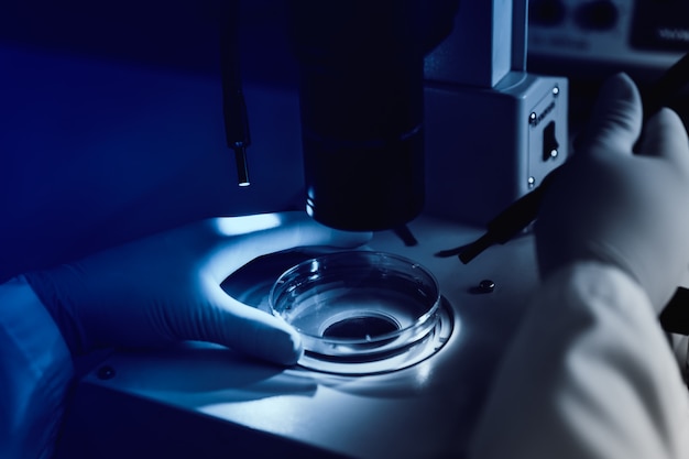 La gestione scientifica di uno stereomicroscopio leggero esamina una cultura in una capsula di Petri per la ricerca in bioscienza farmaceutica.