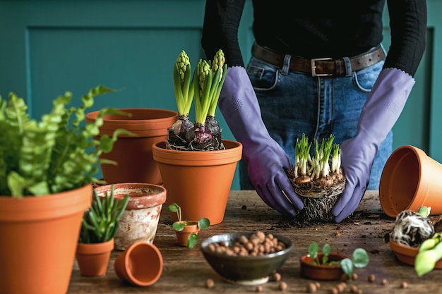 La giardiniera sta trapiantando bellissime piante, cactus, piante grasse in vasi di ceramica e si prende cura dei fiori di casa sul tavolo di legno retrò per il suo concetto di giardino di casa.