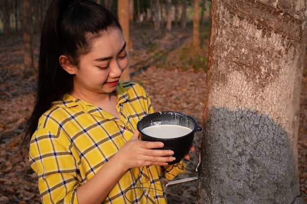 La giovane donna asiatica del giardiniere guarda una tazza piena di latte crudo di gomma para di albero