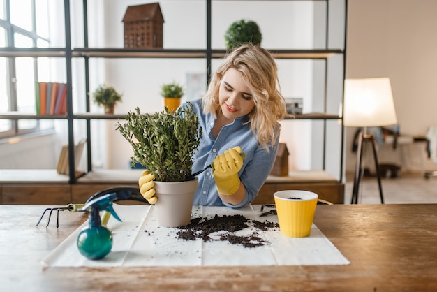 La giovane donna cambia il terreno nelle piante domestiche