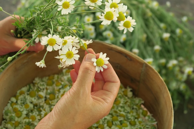 la giovane donna coglie i fiori di camomilla medica per l'essiccazione e la raccolta per il tè medicinale