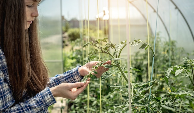 La giovane donna del giardiniere sta tenendo attentamente ed esaminando le foglie dei pomodori nella serra. Concetto di cura delle piante e coltivazione di verdure sane biologiche.