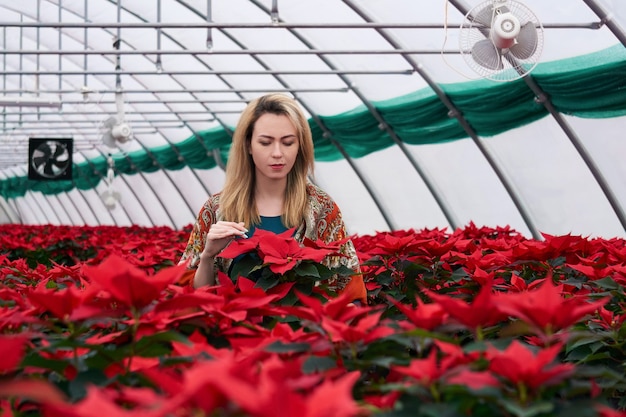 La giovane donna guarda i fiori rossi della stella di Natale nell'interno della serra il giorno d'inverno