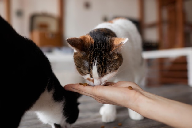 La giovane donna nutre il suo adorabile gatto dalle mani Affascinanti animali domestici di famiglia e la cura delle persone