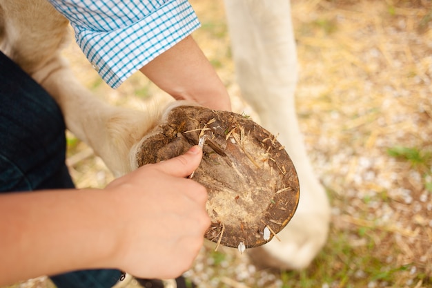 La giovane donna pulisce gli zoccoli di un cavallo bianco