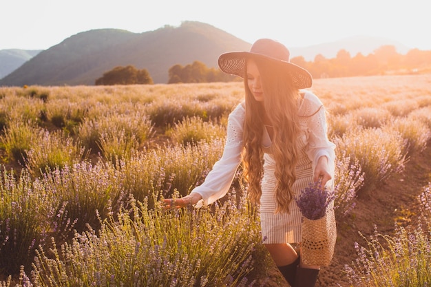 La giovane donna raccoglie fiori di lavanda su un campo di lavanda durante il tramonto