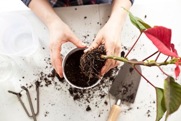 La giovane donna sta trapiantando una pianta a in un nuovo vaso a casa