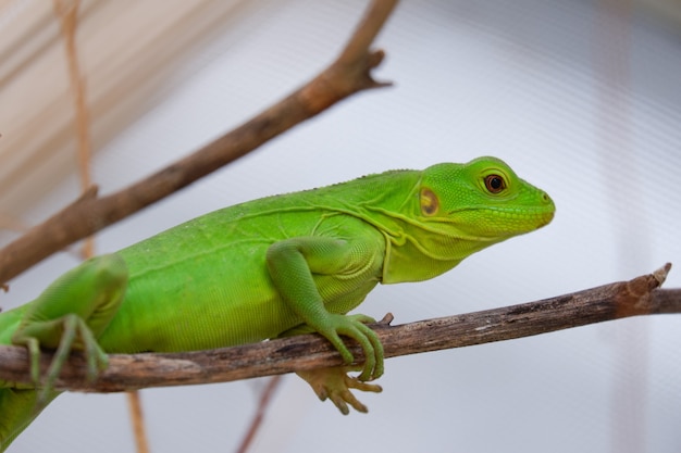 La giovane iguana verde è un animale domestico esotico da vicino sdraiato sul legno