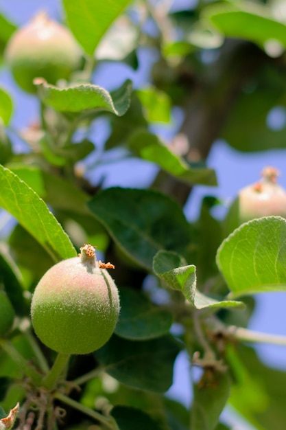 La giovane mela verde acerba fruttifica fra le foglie sul ramo.