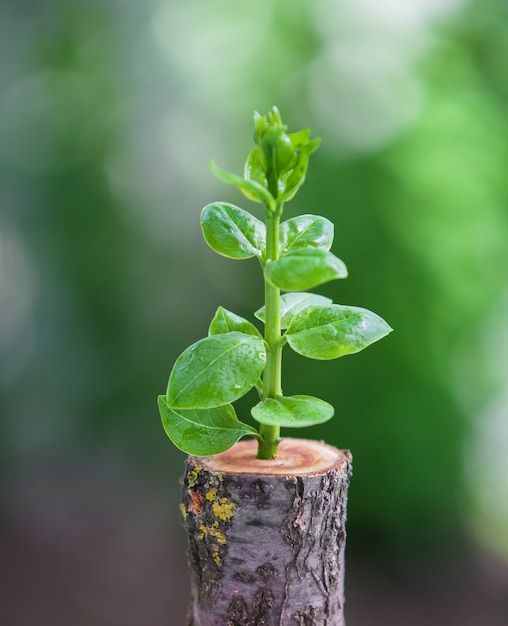 La giovane piantina dell'albero cresce dal ceppo, dalla nuova vita e dal concetto di rinascita