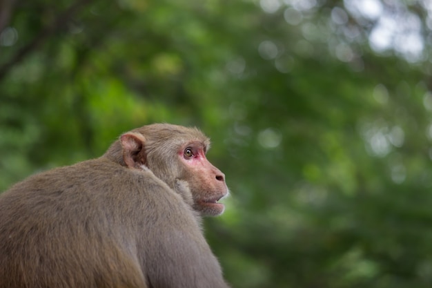 La giovane scimmia conosciuta anche come il macaco Rhesus seduto sotto l'albero in uno stato d'animo giocoso