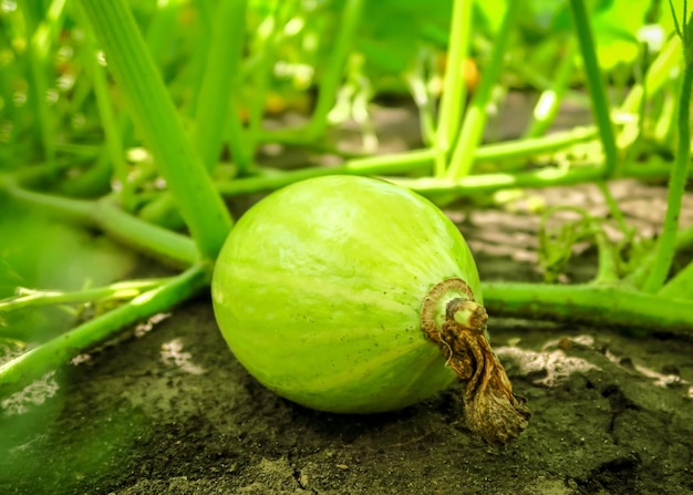 la giovane zucca verde cresce e matura nel giardino. concetto di coltivazione della zucca