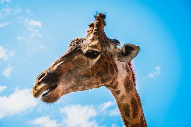 La giraffa con lo sfondo è il cielo blu