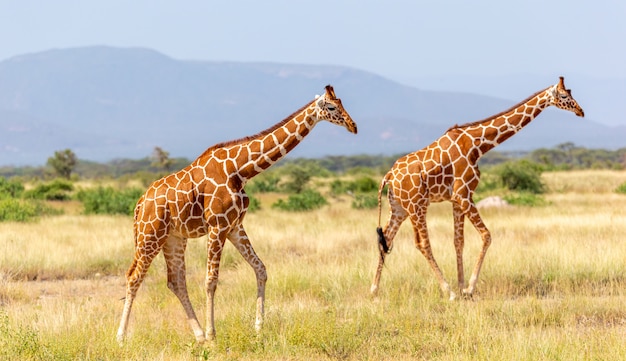 La giraffa della Somalia va su un prato lussureggiante verde