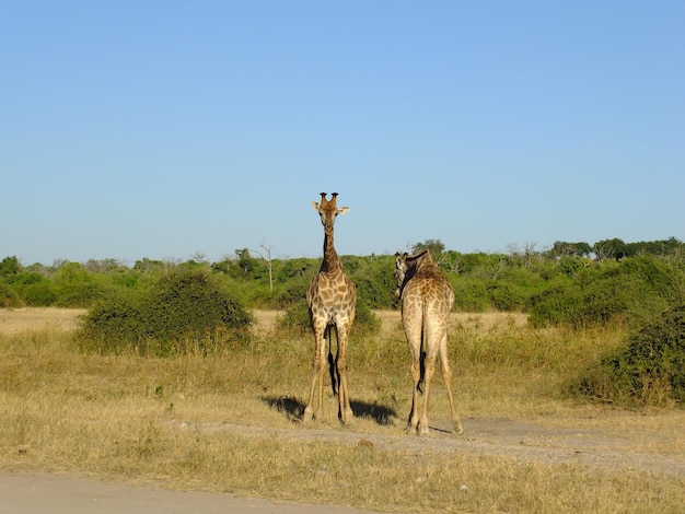 La giraffa durante il safari nel parco nazionale di Chobe Botswana Africa