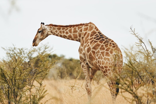 La giraffa è all'aperto nella fauna selvatica in Africa