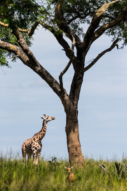 La giraffa è in piedi sotto un grande albero nella savana.