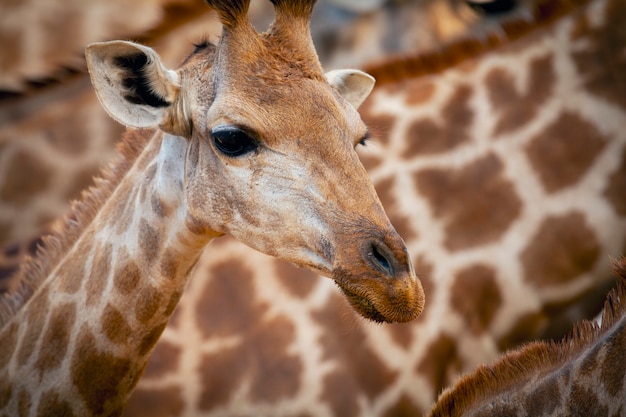 La giraffa è l'animale più alto del pianeta