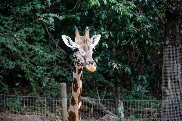 La giraffa è un mammifero artiodattilo africano, l'animale terrestre vivente più alto