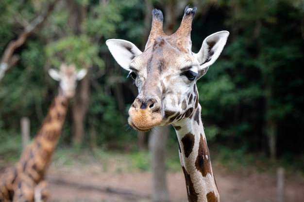 La giraffa è un mammifero artiodattilo africano, l'animale terrestre vivente più alto