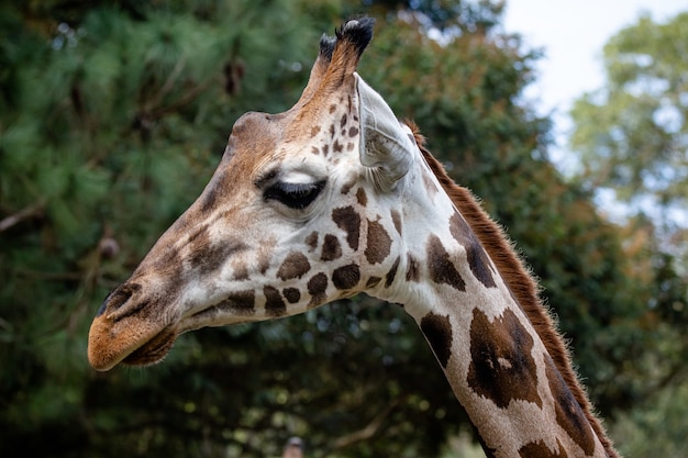 La giraffa è un mammifero artiodattilo africano, l'animale terrestre vivente più alto