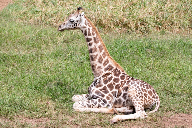 La giraffa è un mammifero artiodattilo africano, l'animale terrestre vivente più alto