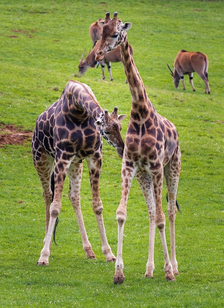 La giraffa (Giraffa)