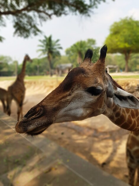 La giraffa guarda ascolta e allunga la mano per mangiare Sfondo sfocato