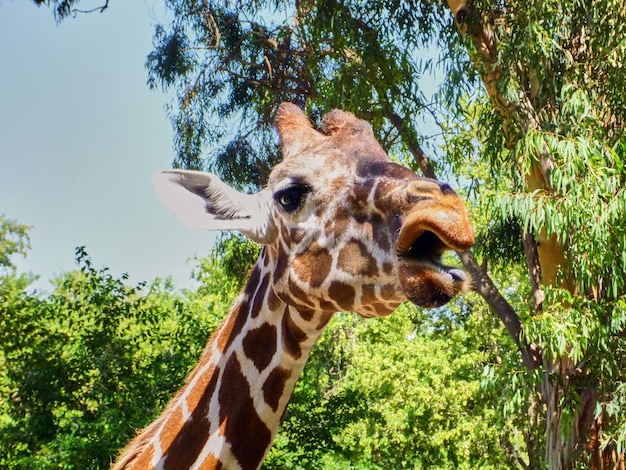 La giraffa mangia nello zoo della Cina. Estate