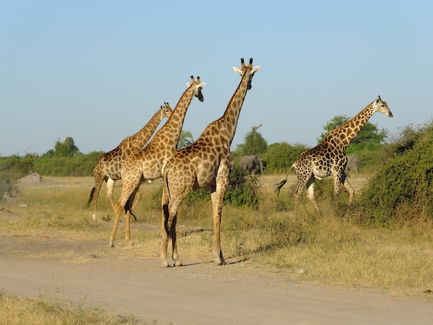 La giraffa sul safari nel parco nazionale di Chobe, Botswana, Africa