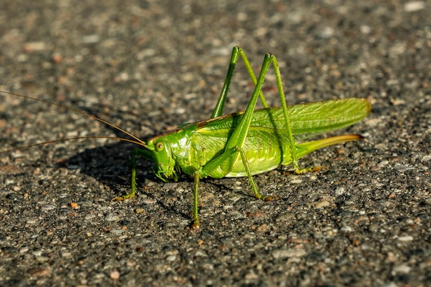 La grande cavalletta verde si siede su una strada asfaltata