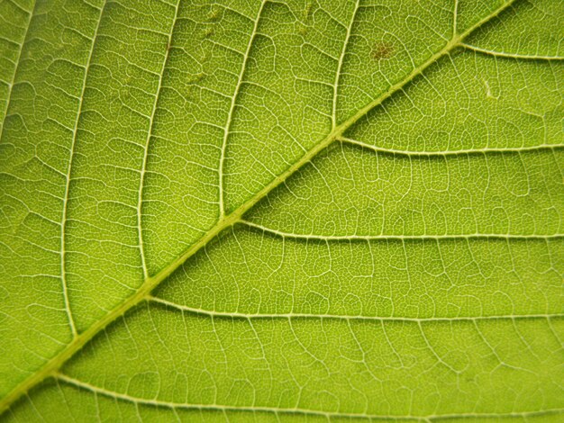 La grande foglia verde