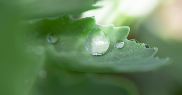 La grande goccia d'acqua con il riverbero del sole sulla foglia brilla alla luce del sole in un bellissimo ambiente