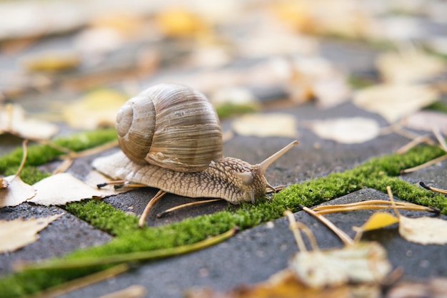 La grande lumaca striscia all'aperto Foto di profondità di campo ridotta