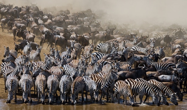 La grande mandria di gnu riguarda il fiume Mara. Grande migrazione. Kenya. Tanzania. Parco Nazionale Masai Mara.