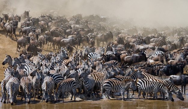 La grande mandria di gnu riguarda il fiume Mara. Grande migrazione. Kenya. Tanzania. Parco Nazionale Masai Mara.