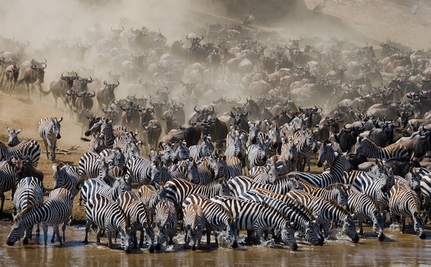 La grande mandria di gnu riguarda il fiume Mara. Grande migrazione. Kenya. Tanzania. Parco Nazionale Masai Mara.