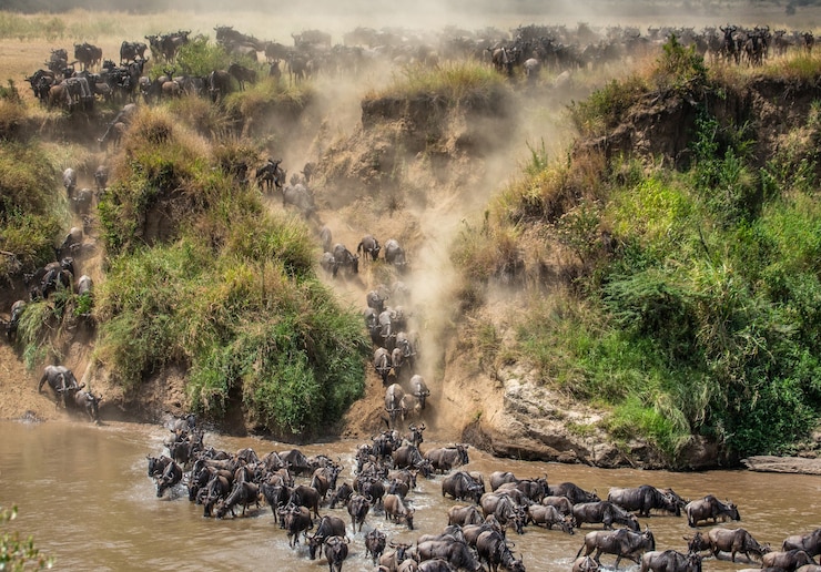 La grande mandria di gnu riguarda il fiume Mara.
