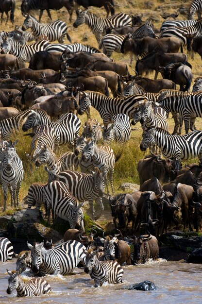 La grande mandria di gnu riguarda il fiume Mara