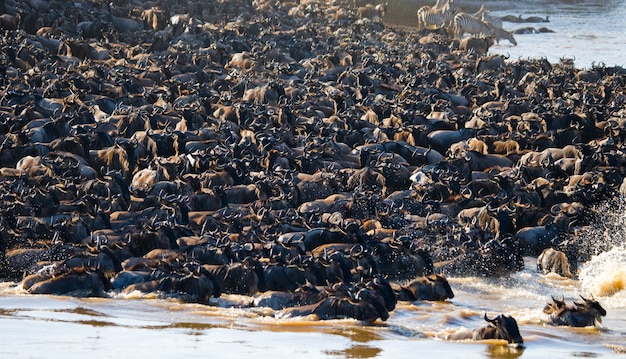 La grande mandria di gnu riguarda il fiume Mara