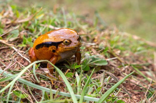 La grande rana arancio sta sedendosi nell'erba