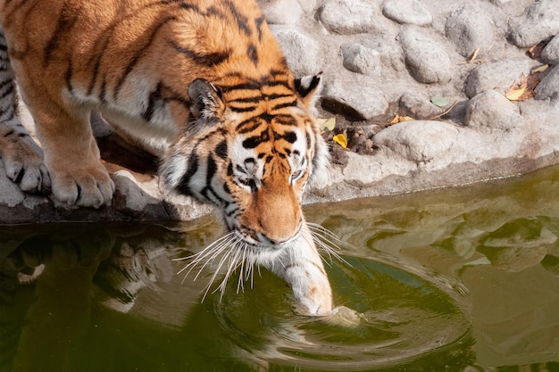 La grande tigre del Bengala entra nell'acqua