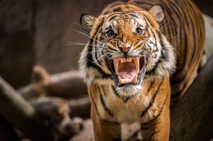 La grande tigre è arrabbiata e ringhia.