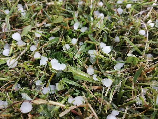 La grandine che cadeva sull'erba verde d'estate