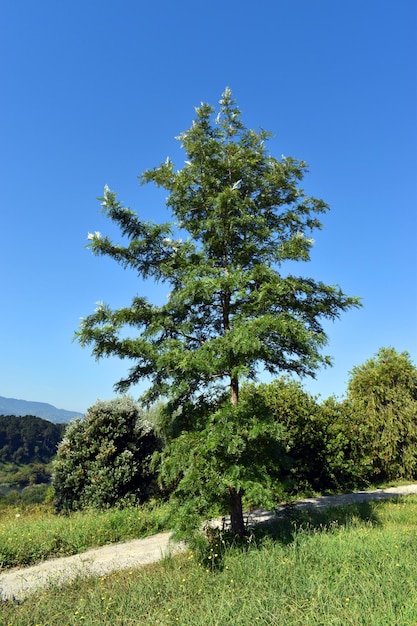 La Grevillea robusta è un albero ornamentale utilizzato nel giardinaggio