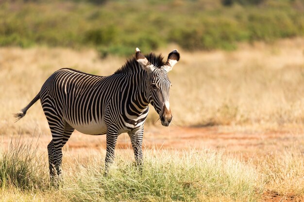La Grevy Zebra sta pascolando nelle campagne di Samburu in Kenya