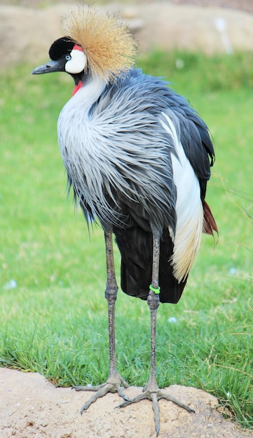 La gru coronata grigia appollaiata sulla roccia in un campo erboso